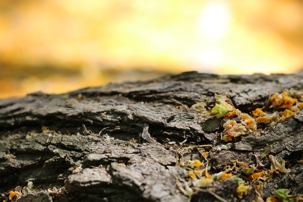 yellow  bark  tree free photo