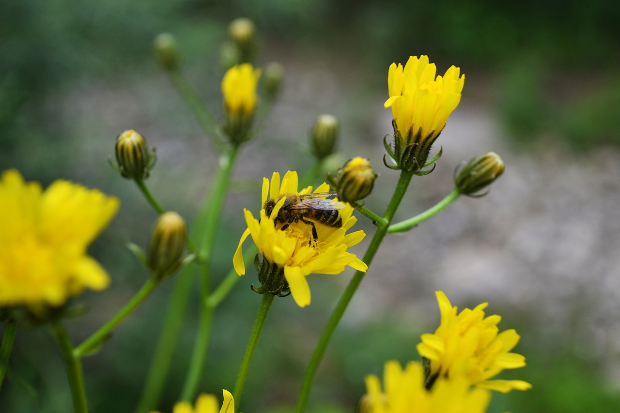 yellow  flowers  bee free photo