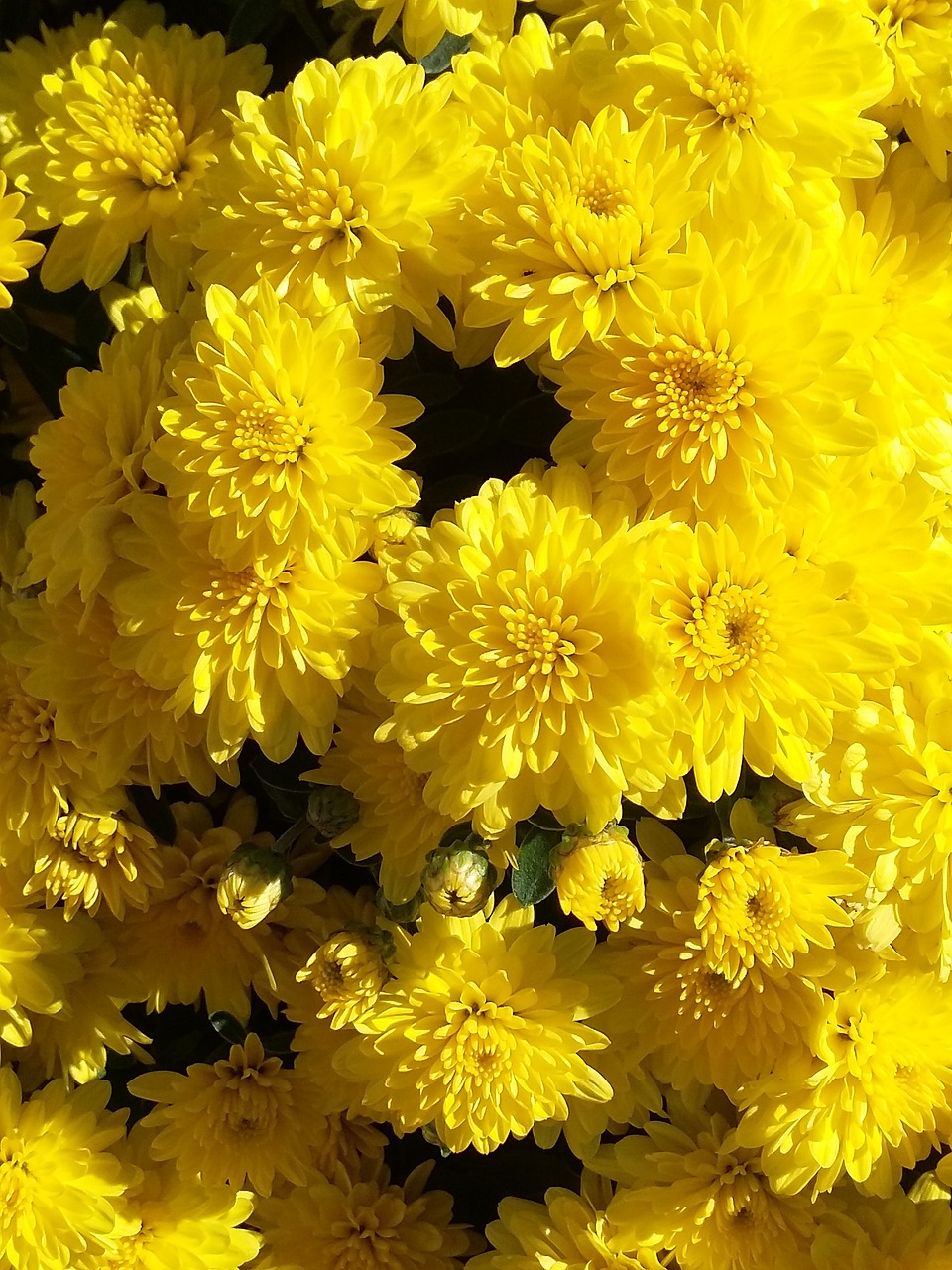 yellow  flowers  mums free photo
