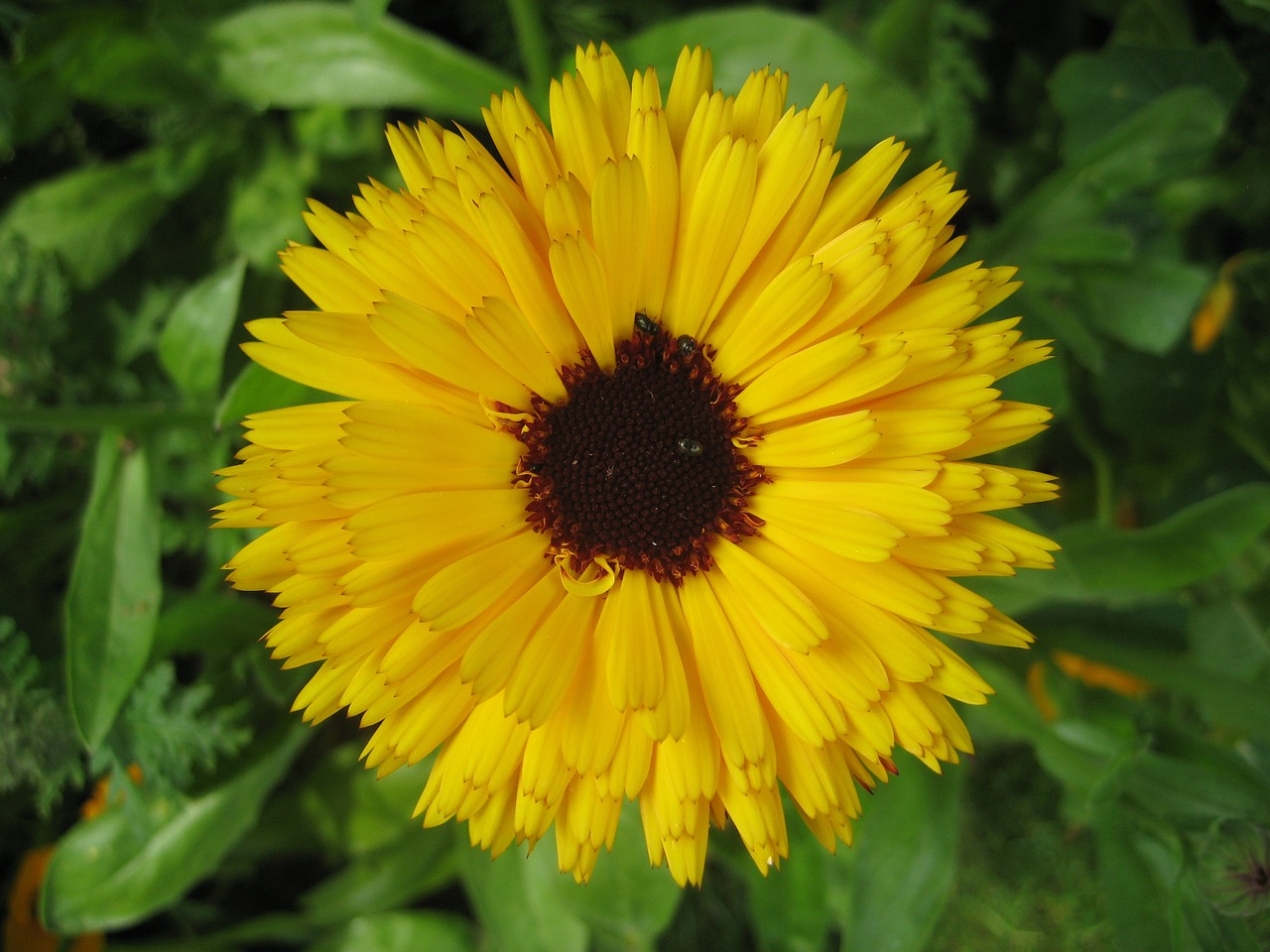 yellow flower summer free photo