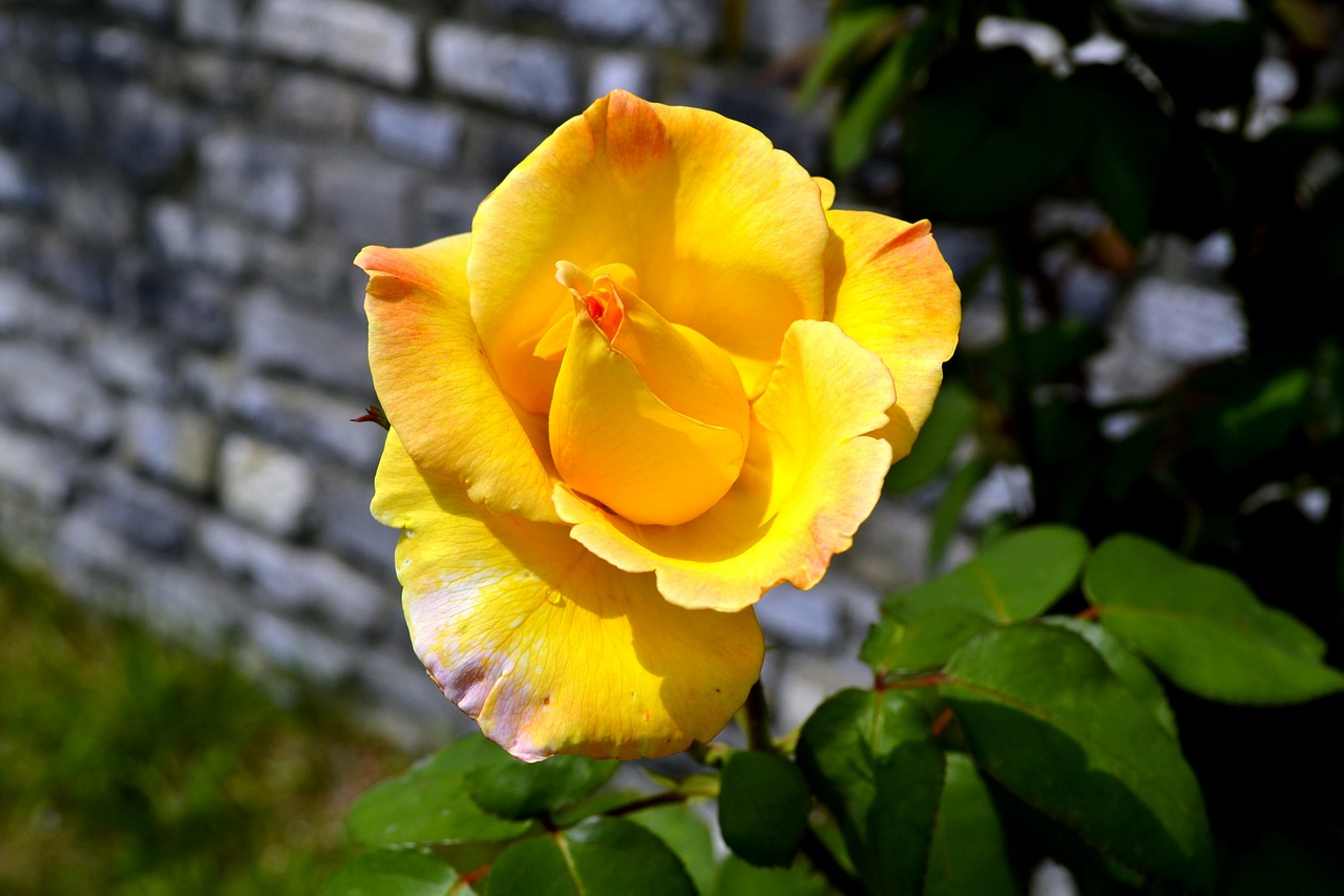 yellow rose flower free photo