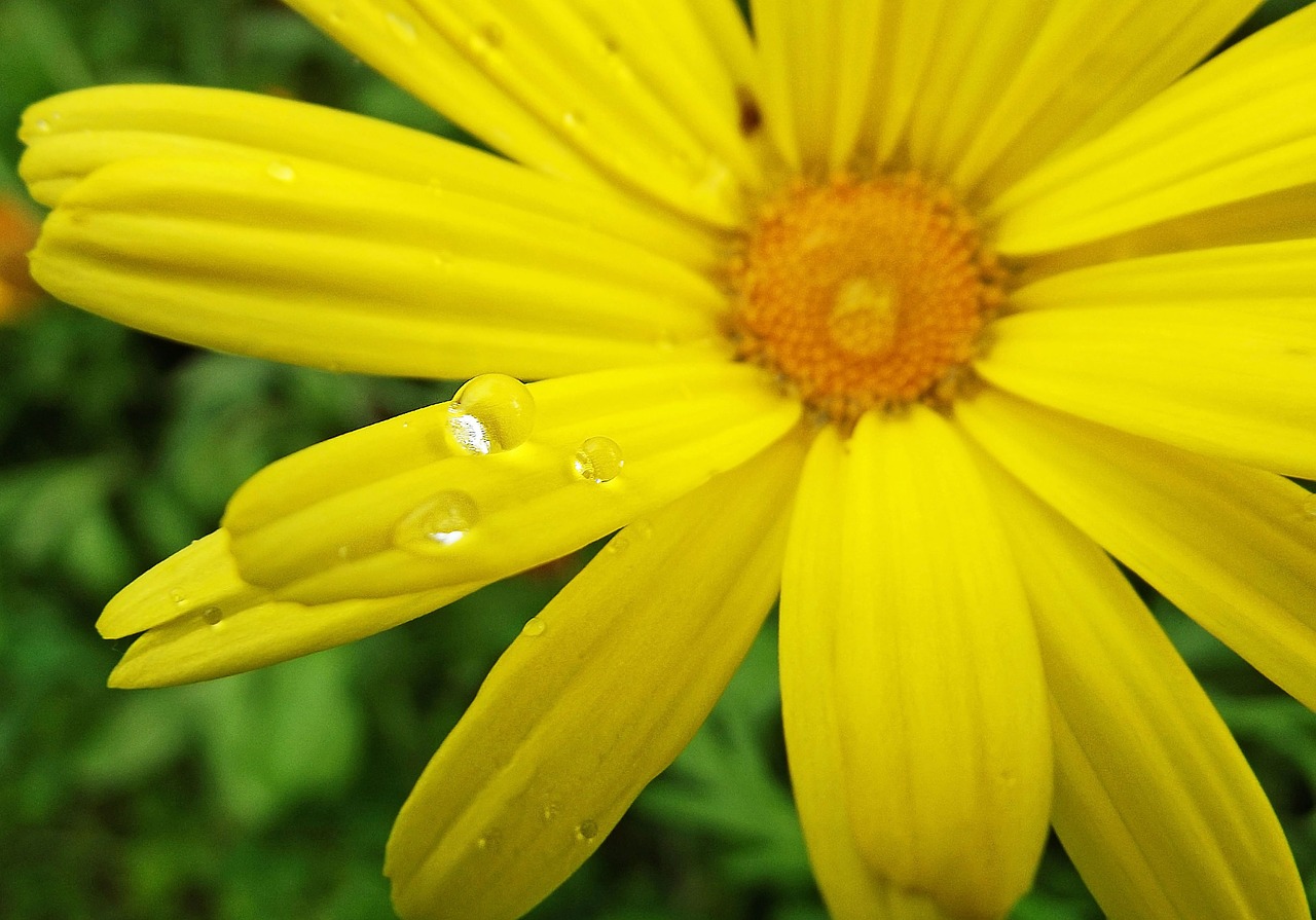 yellow flower drop free photo