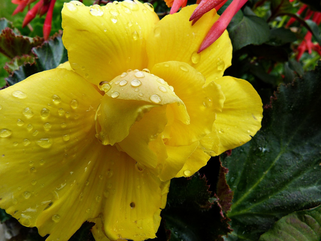 yellow flower rain free photo