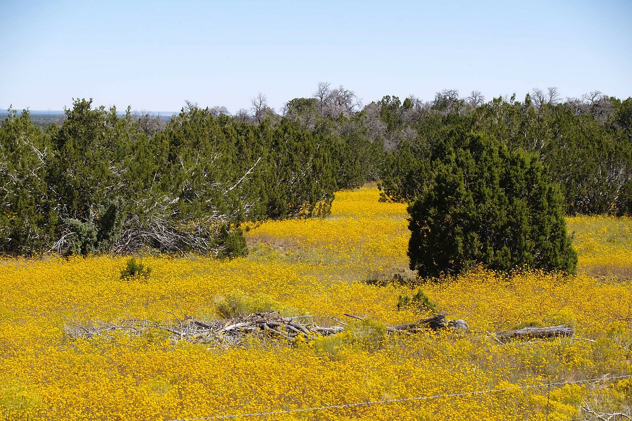 yellow rapeseed field free photo