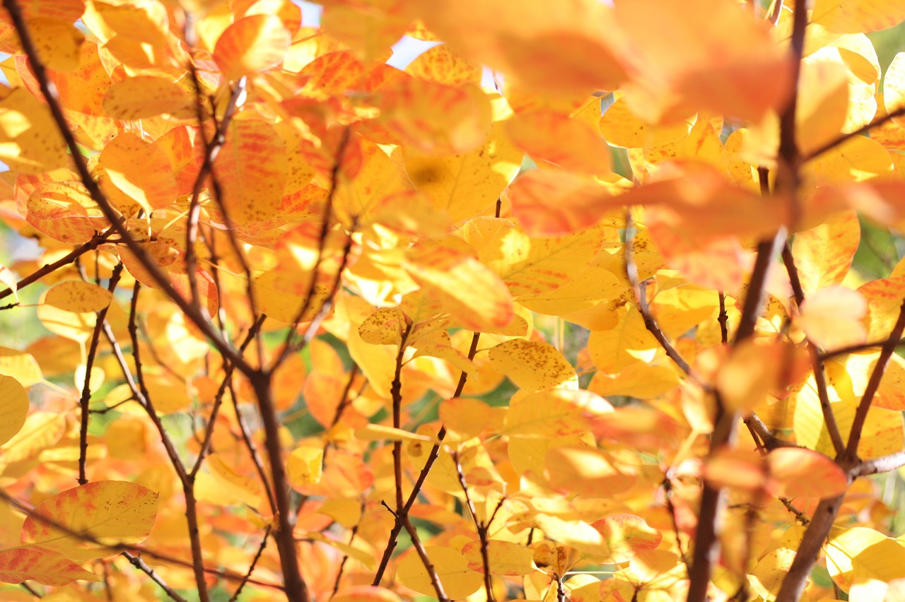 yellow wild plant nature free photo