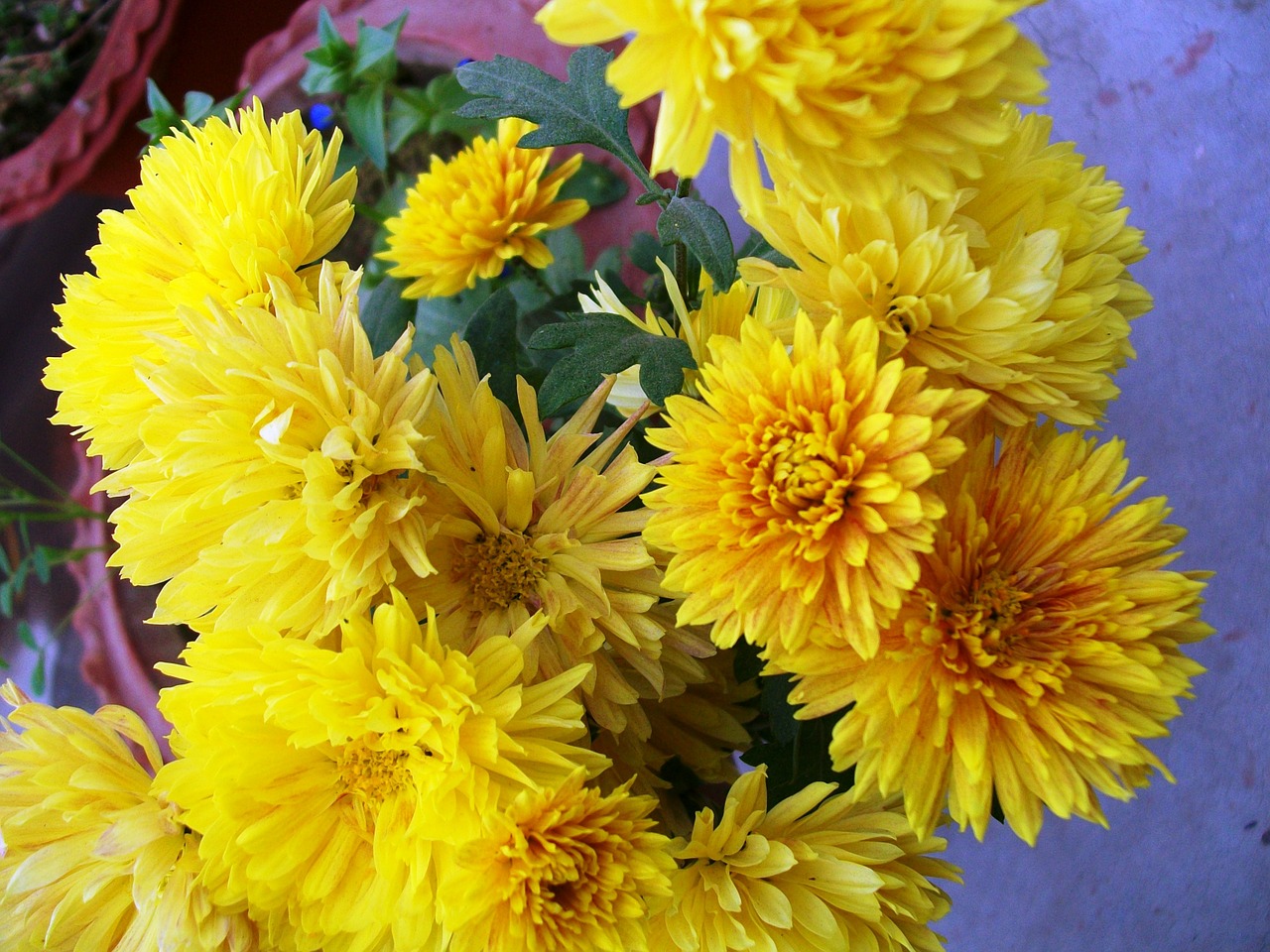 yellow flowers bunch free photo