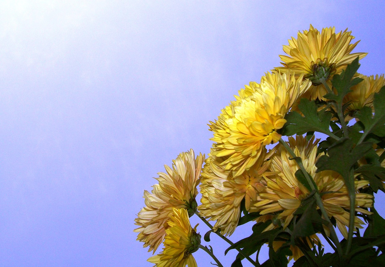yellow flowers flora free photo