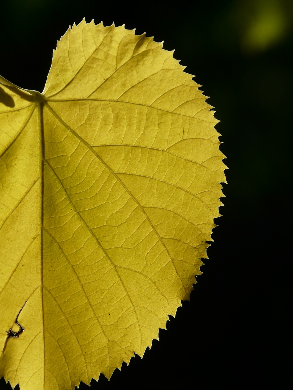 yellow coloring fall color free photo