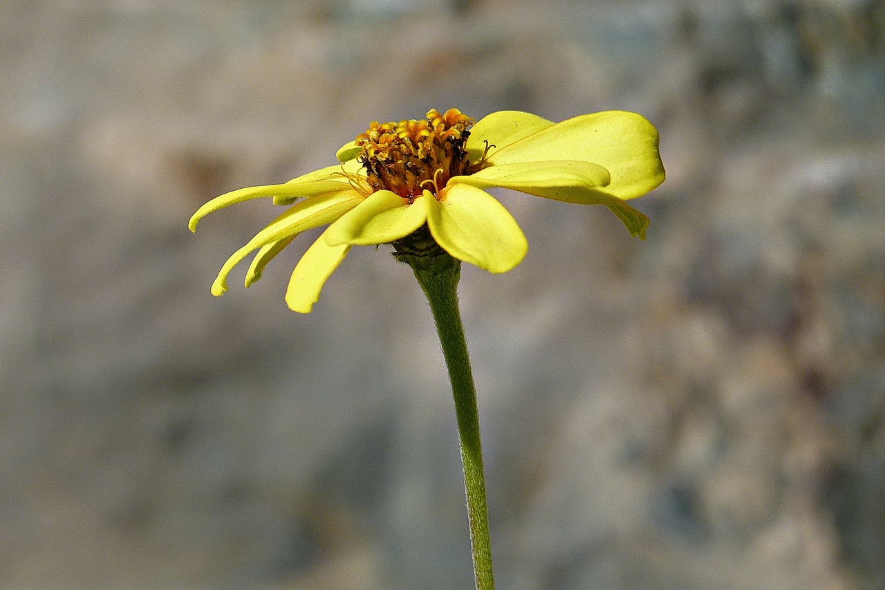 yellow wildflower autumn free photo