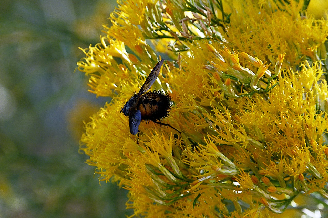 yellow bush insect free photo