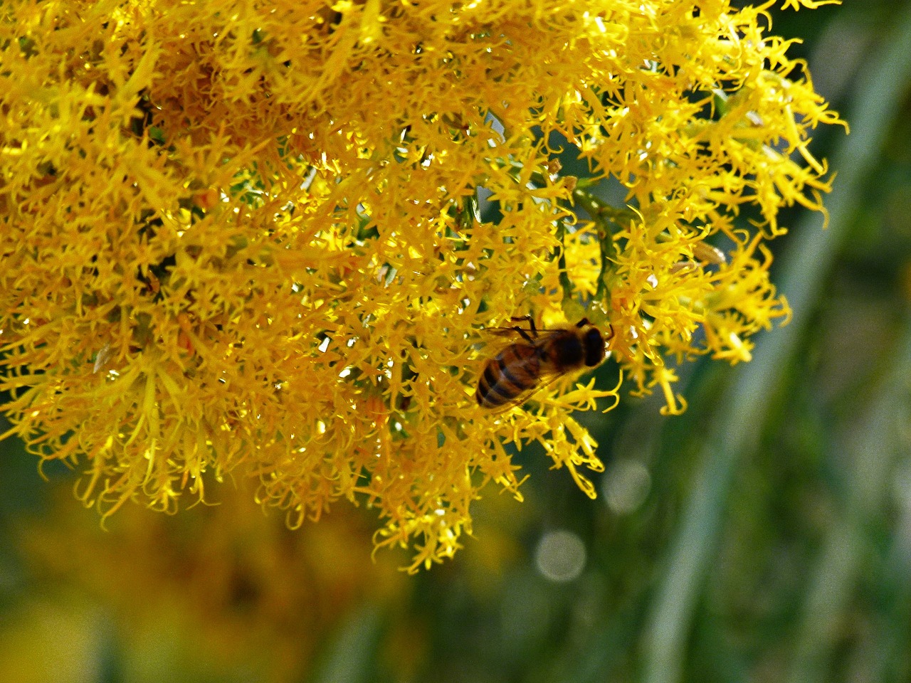 yellow bush blossom free photo