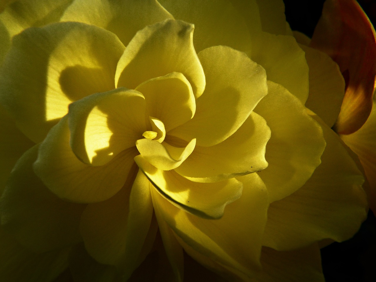 yellow flower garden free photo