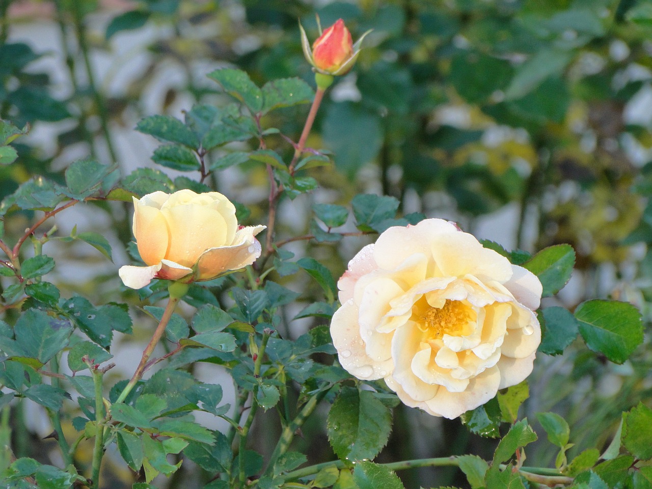 yellow roses yellow roses free photo