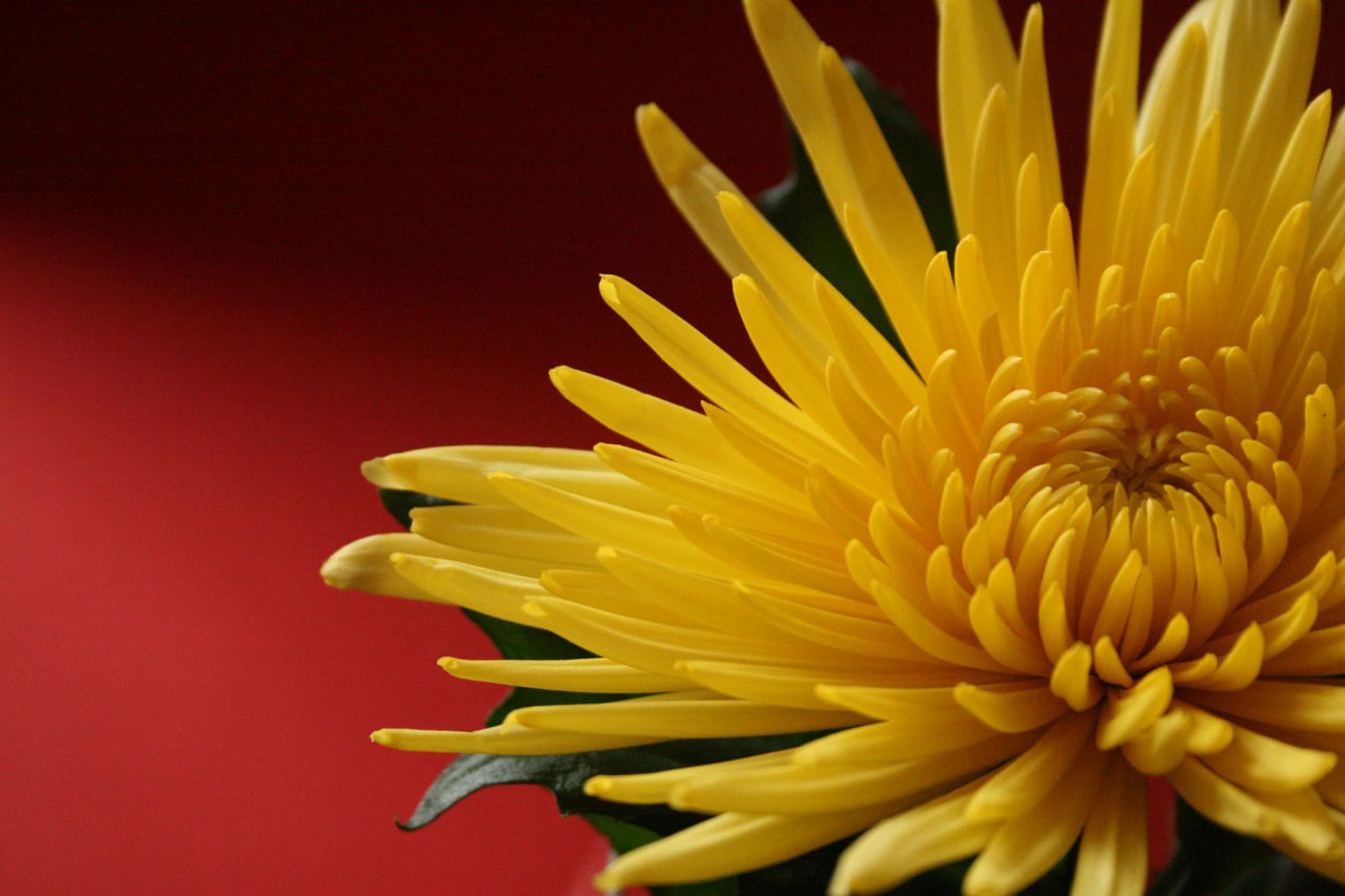 yellow flower yellow free photo