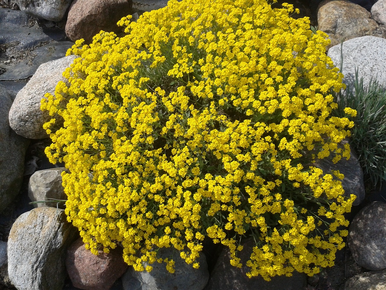 yellow flower nature free photo