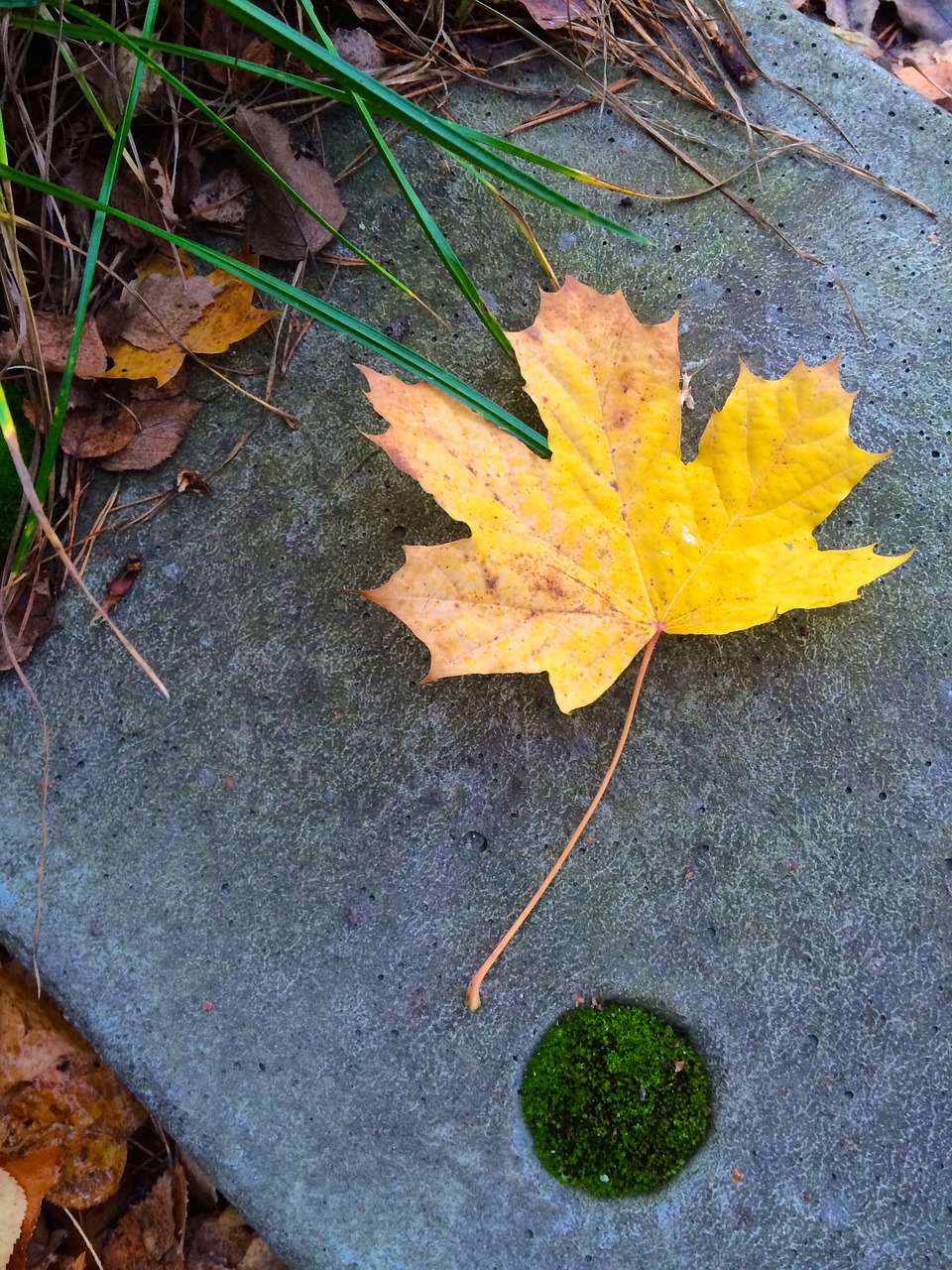 yellow leaf autumn free photo