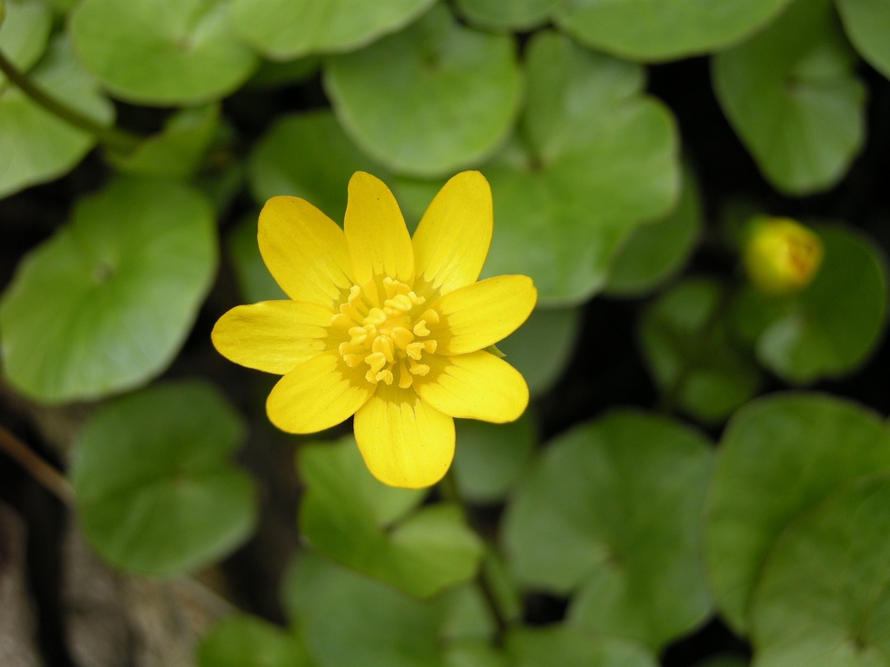 yellow flower blossom free photo