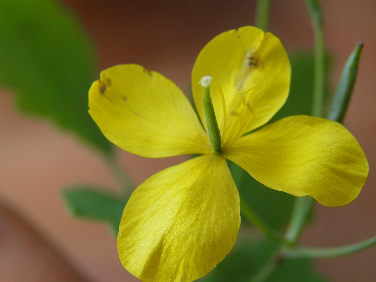 yellow flower chelidonium free photo