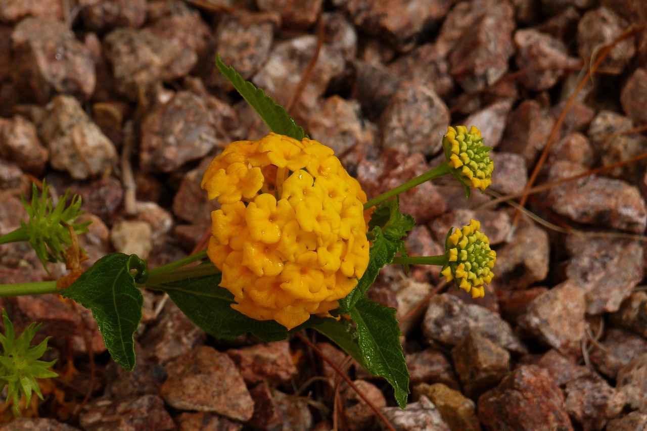 yellow exotic flower free photo