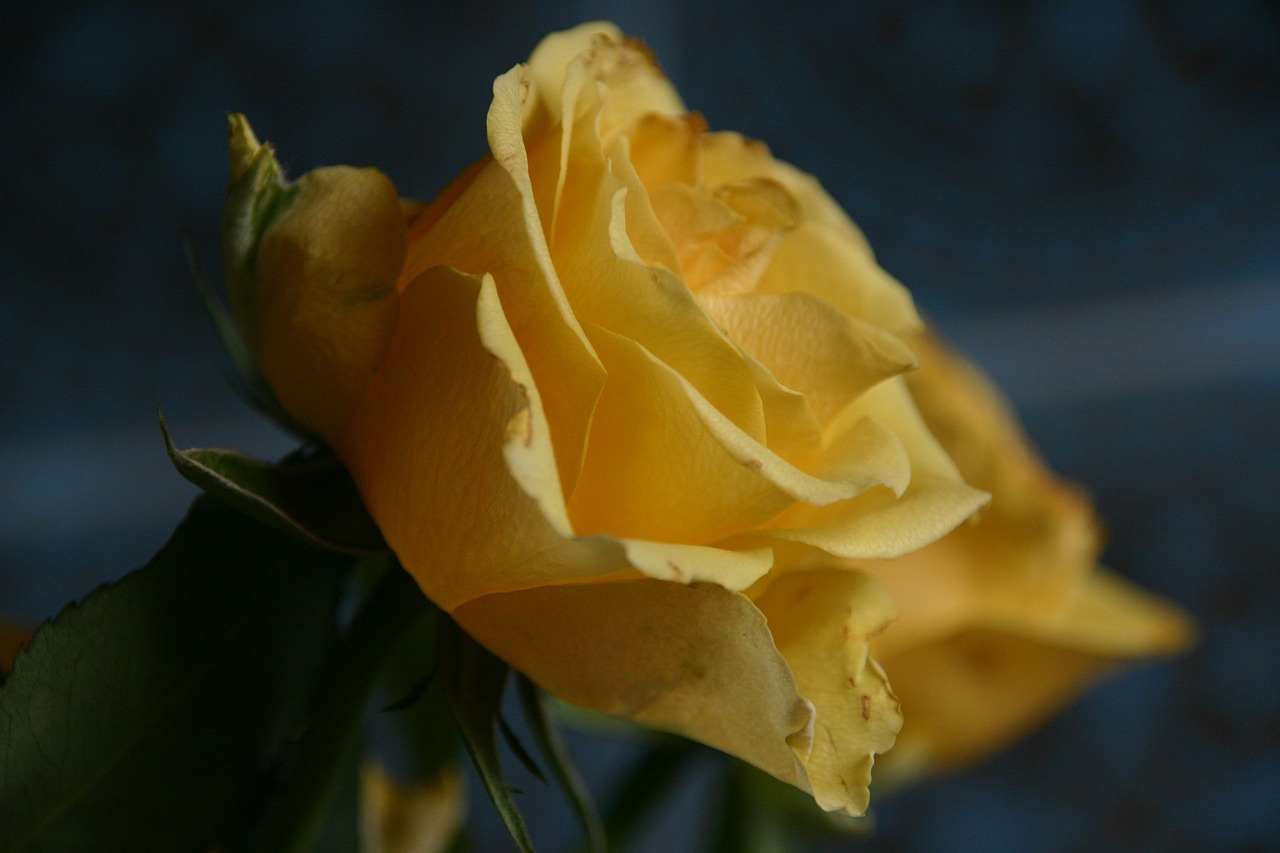 yellow rose blossom free photo