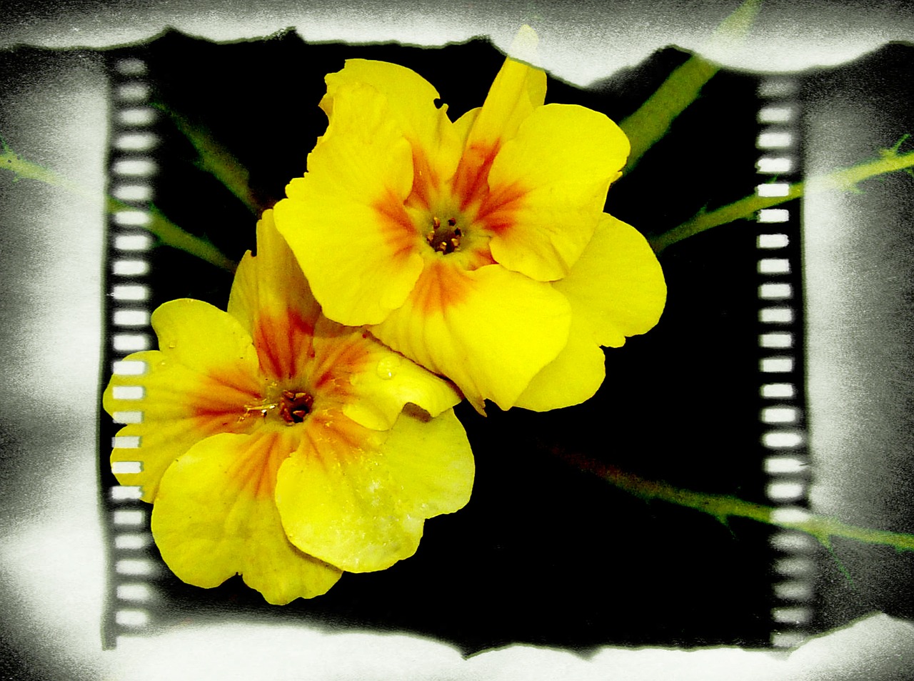yellow flower film frame free photo