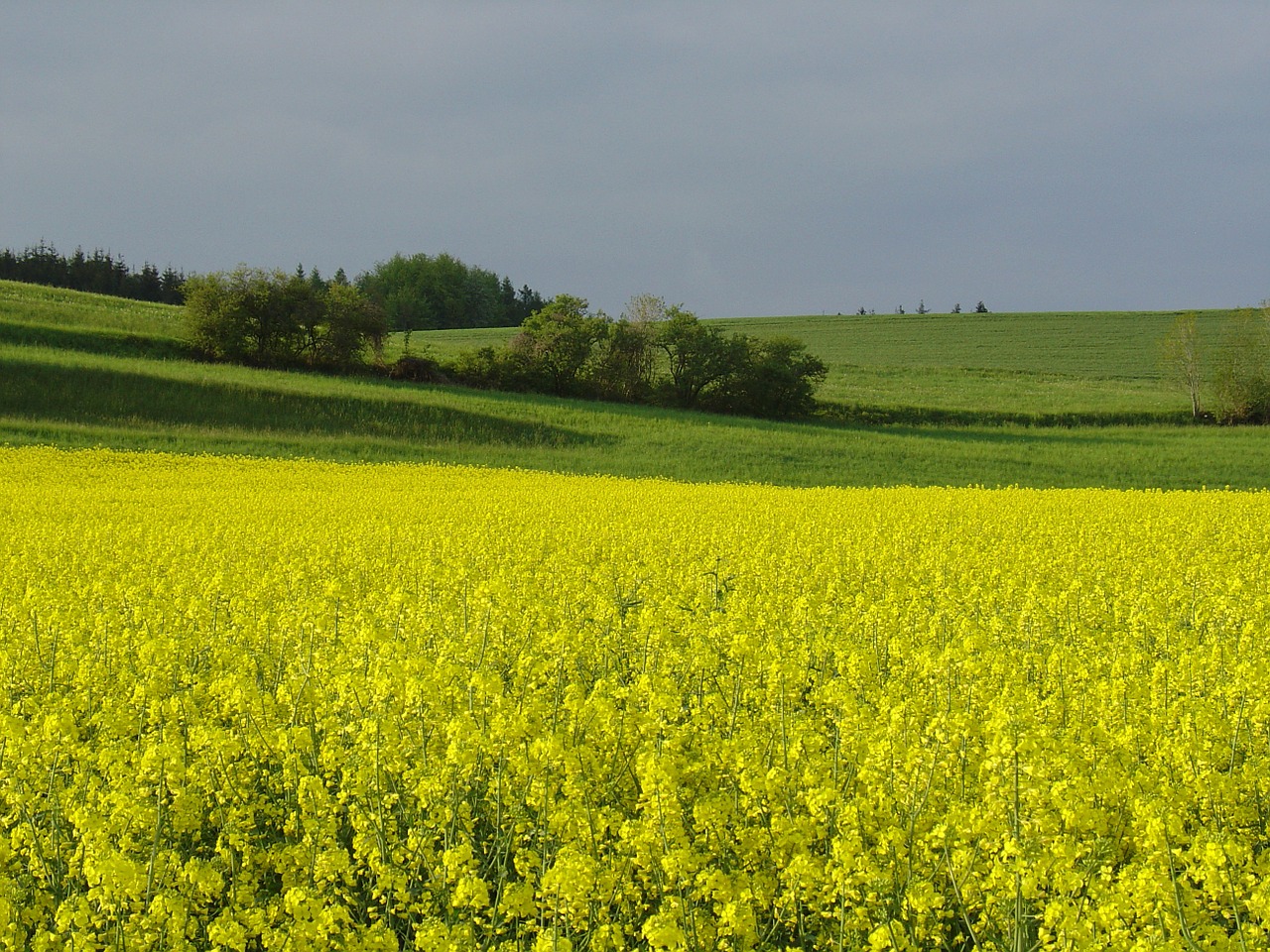 yellow oilseed rape field free photo