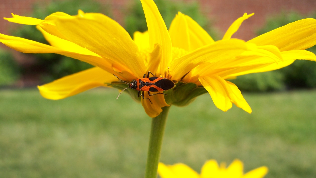 yellow flower nature free photo