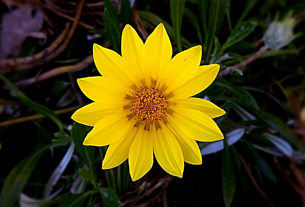 yellow flowers nature free photo