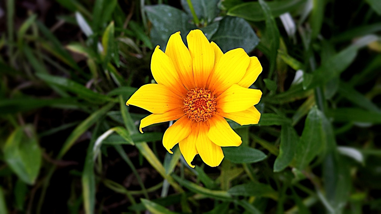 yellow flowers nature free photo