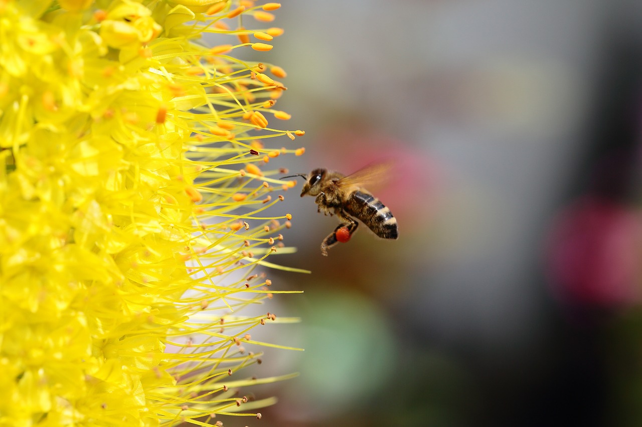 yellow flower bee free photo