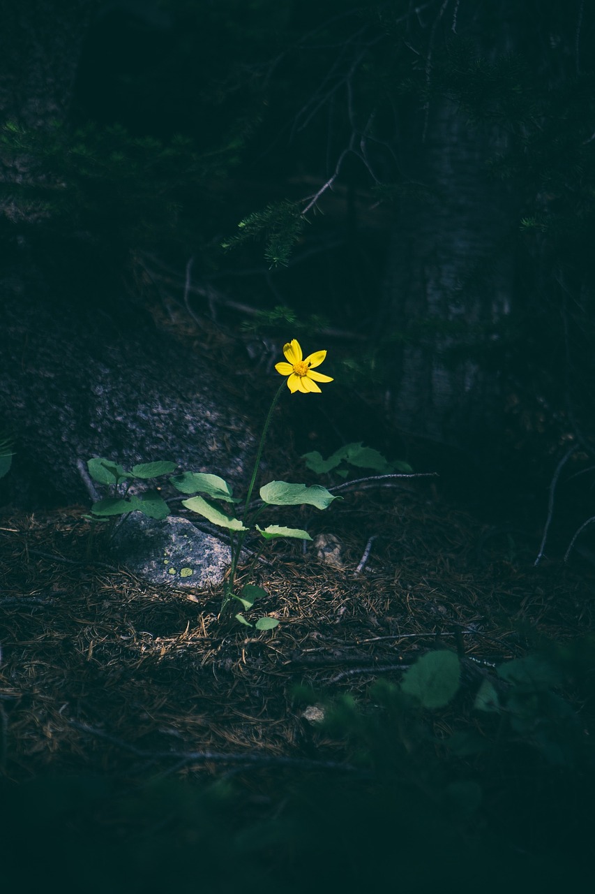 yellow flower forest free photo