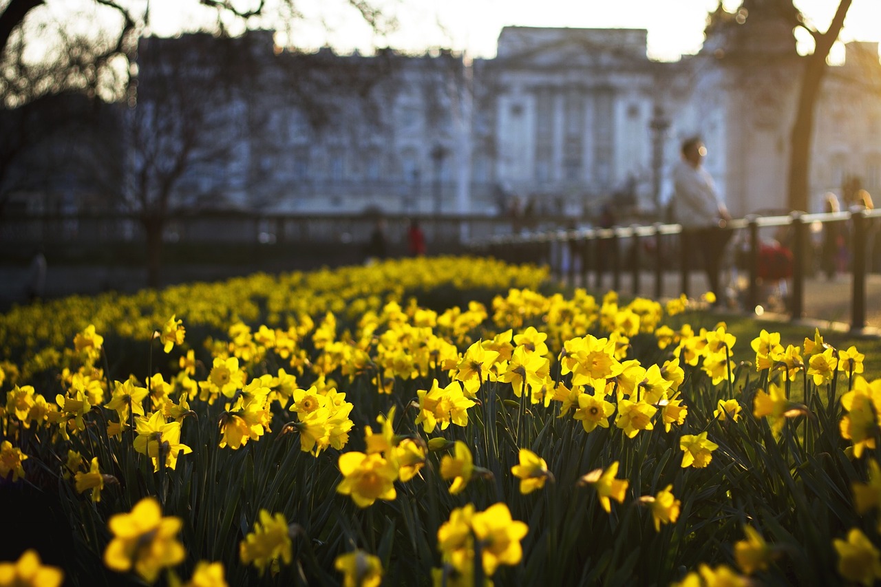 yellow flowers garden free photo