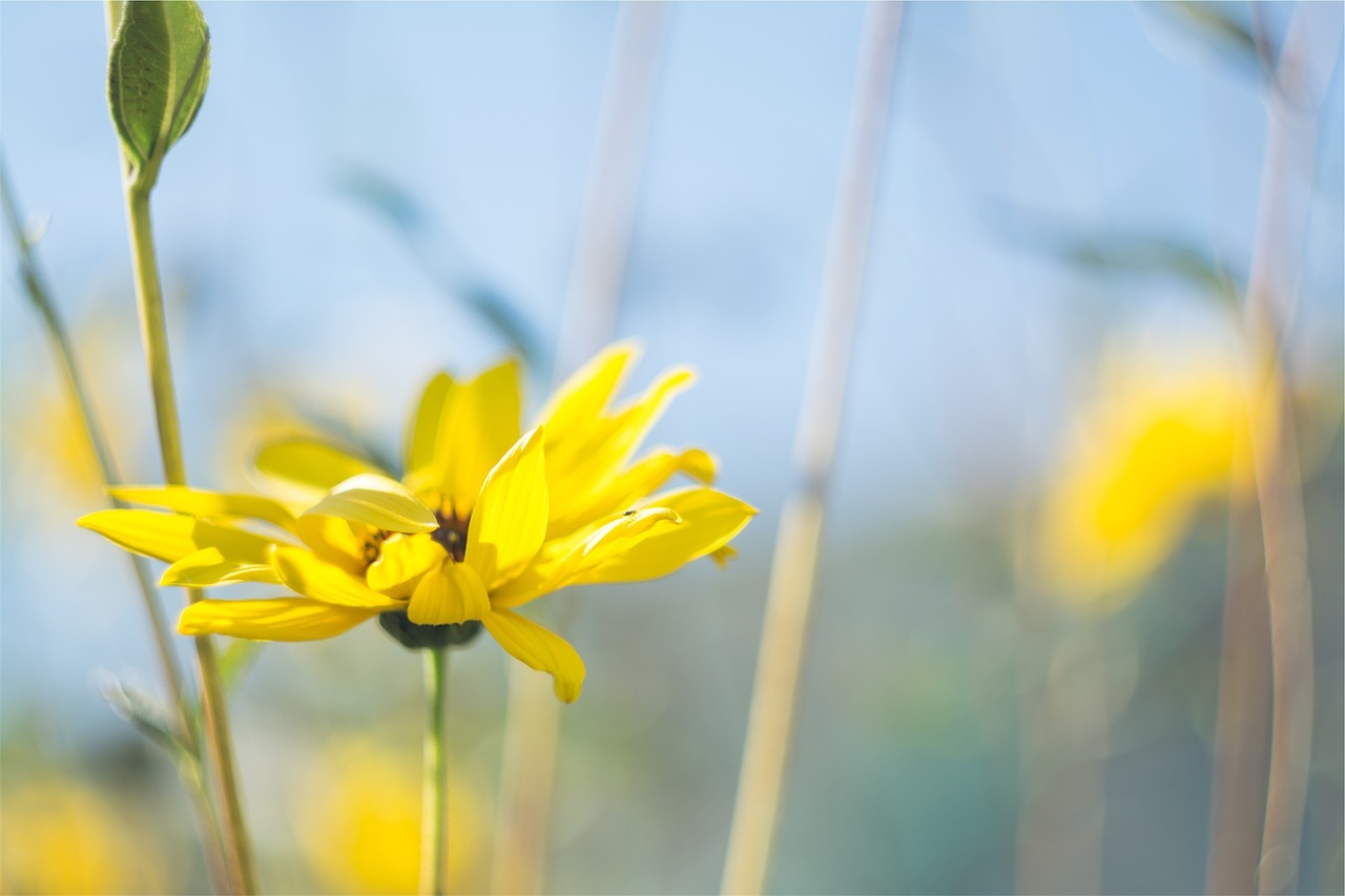 yellow flower nature free photo