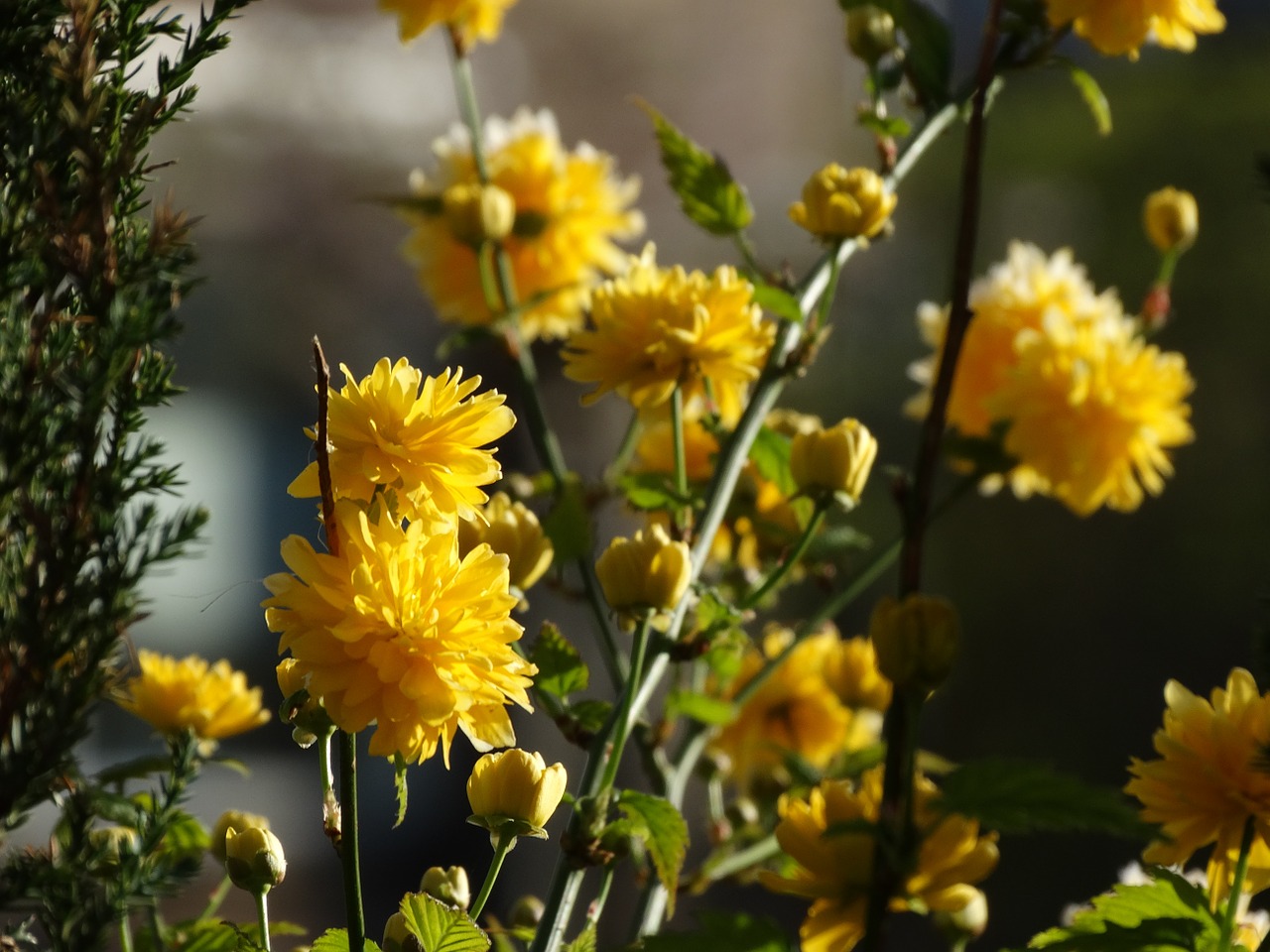 yellow flowers spring free photo