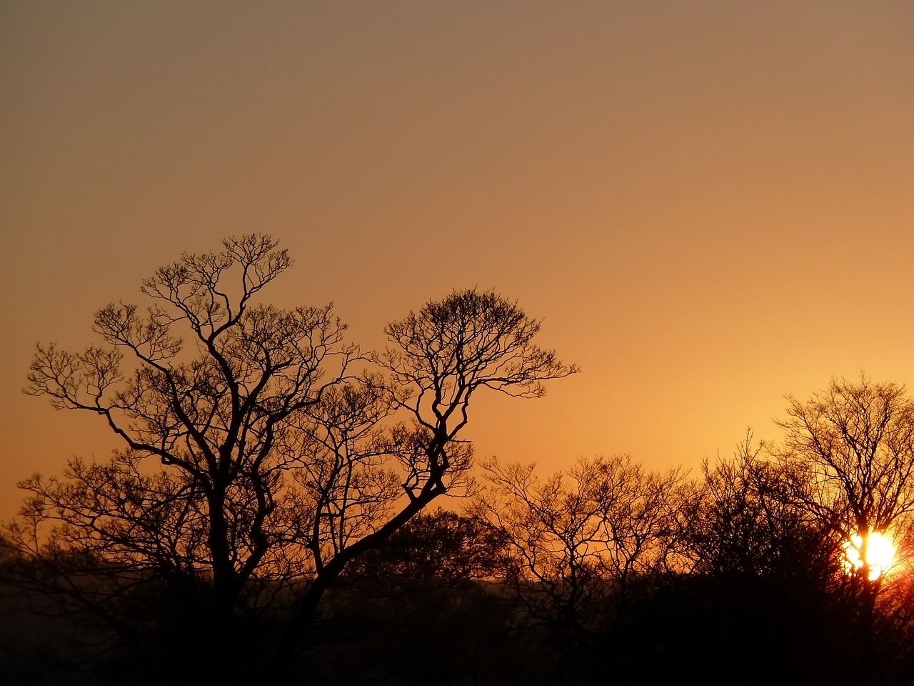 yellow orange sunset free photo