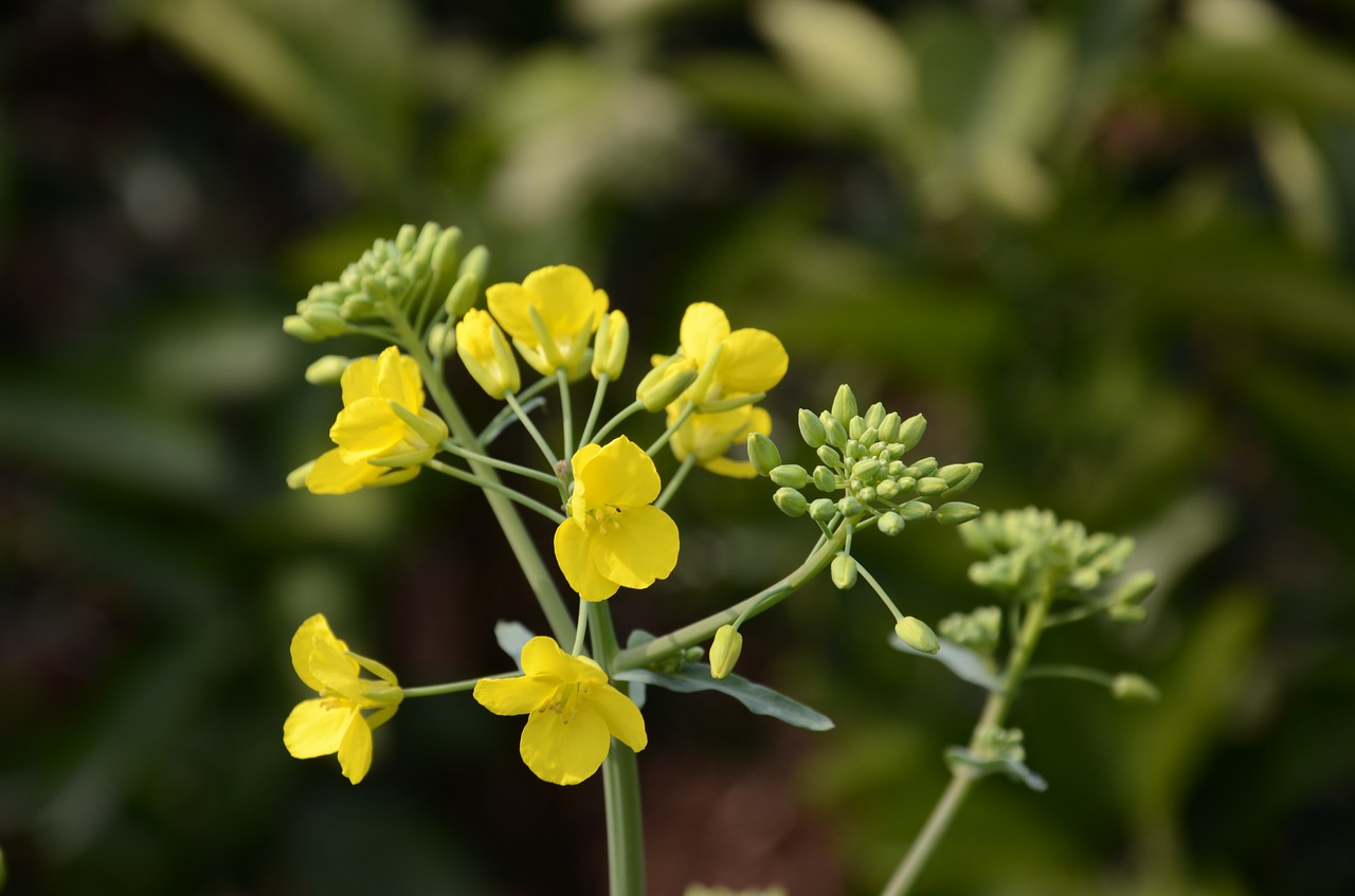 yellow rape free pictures free photo