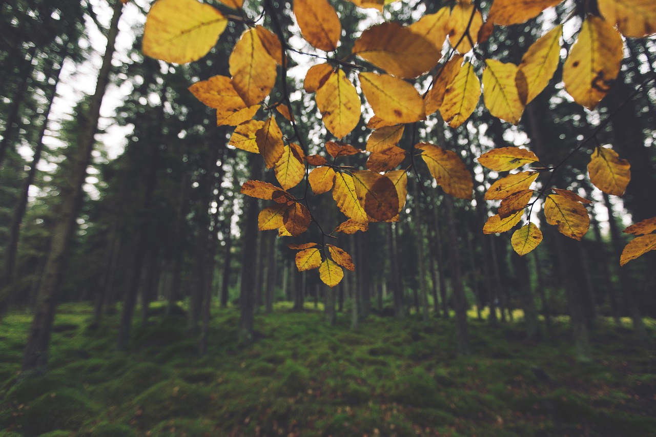 yellow leaves trees free photo