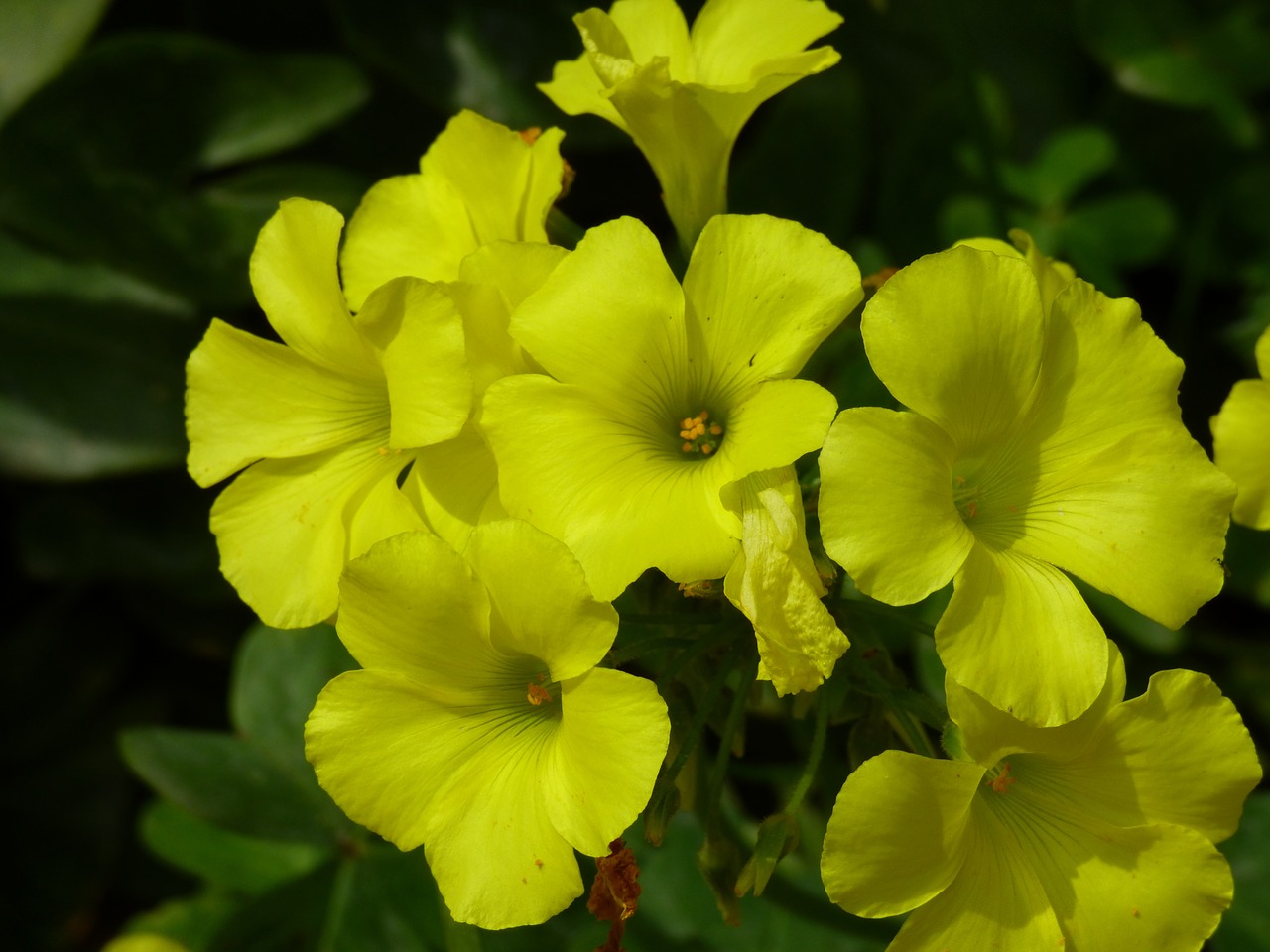 yellow meadow outdoor free photo