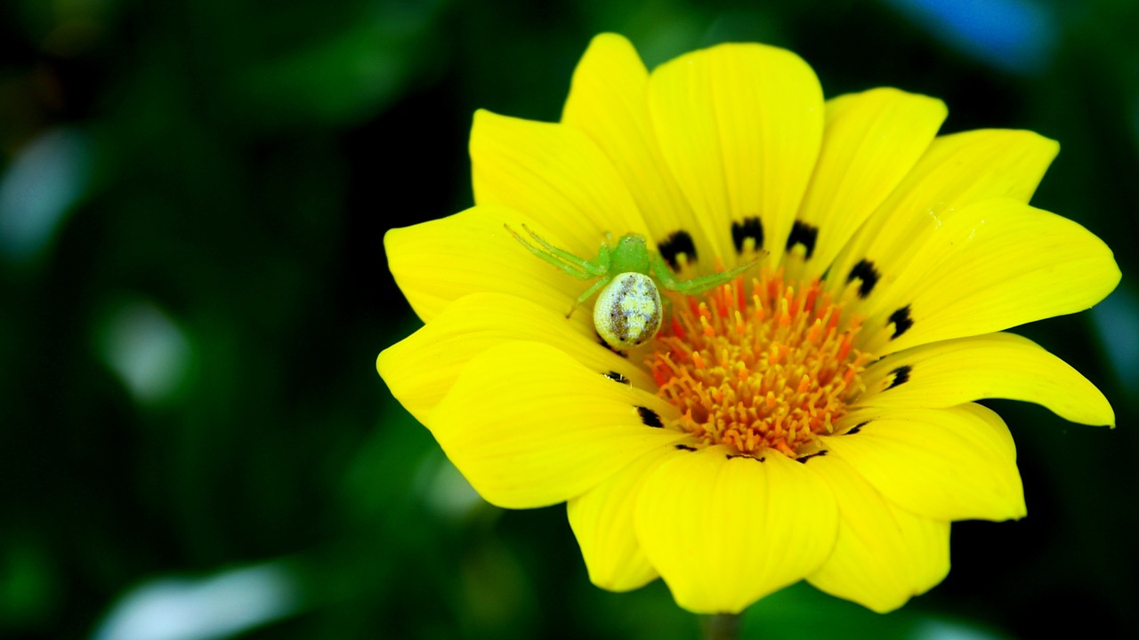 yellow natural flower free photo