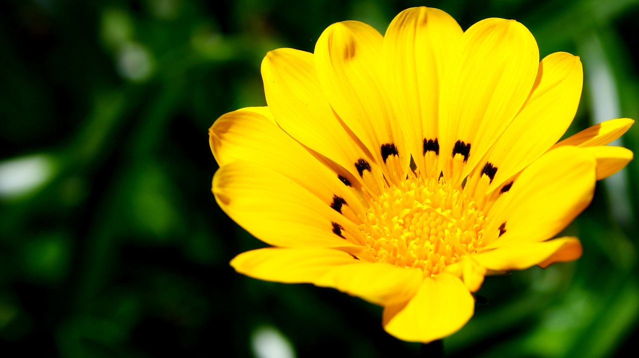 yellow natural flower free photo