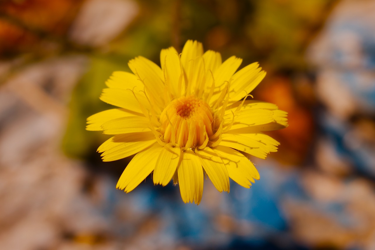 yellow margarita flower free photo