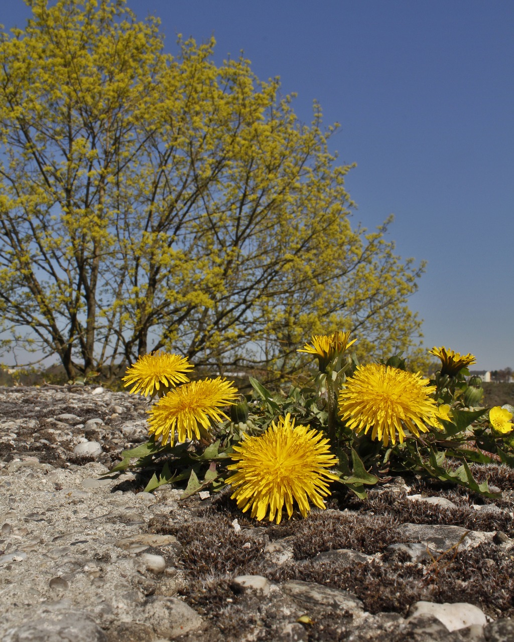 yellow landscape spring free photo