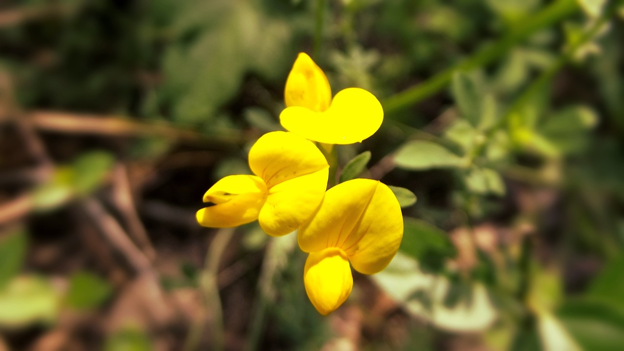 yellow flower spring free photo