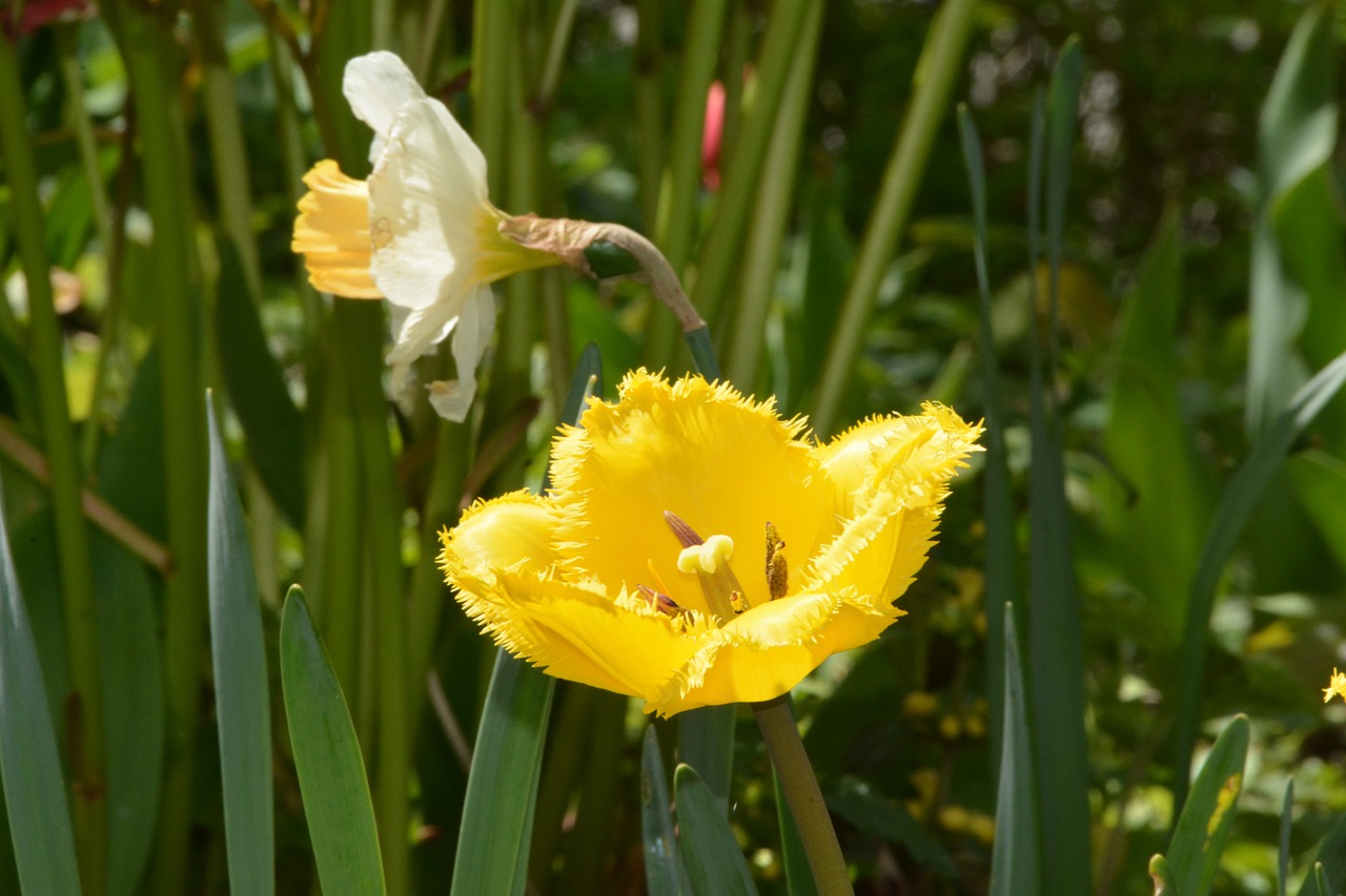 yellow flower garden free photo