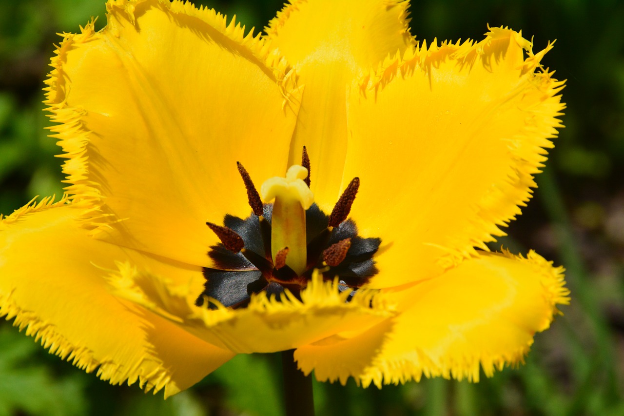 yellow flower garden free photo