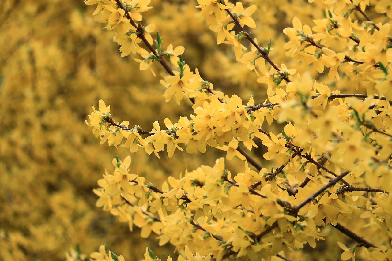 yellow forsythia shrub spring free photo