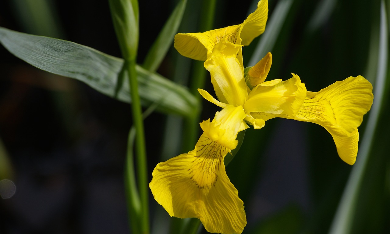 yellow iris flower free photo