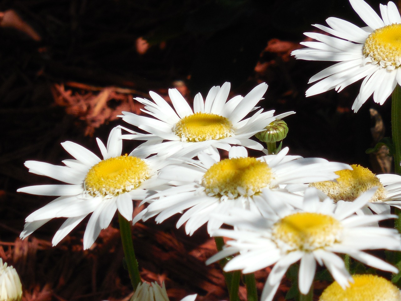 yellow daisy flower free photo