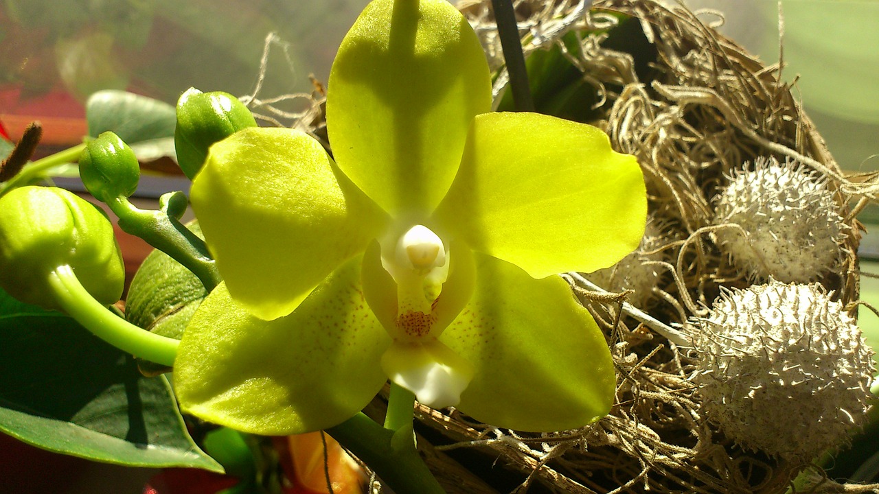 yellow flower orchids free photo