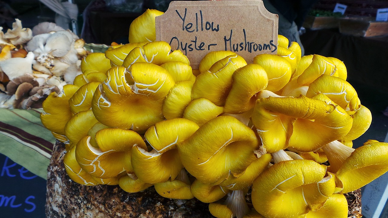 yellow oyster mushrooms food free photo